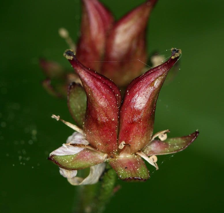 Schildblatt 5