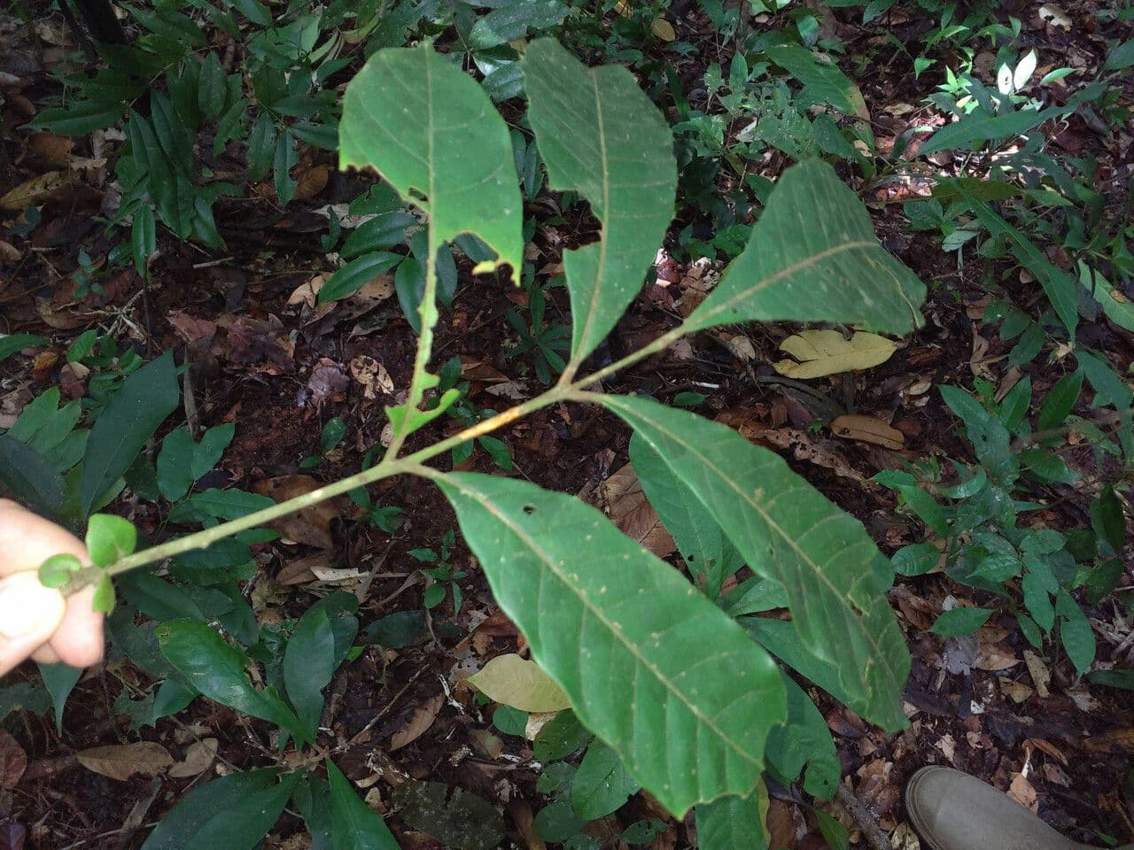 Trichilia 5