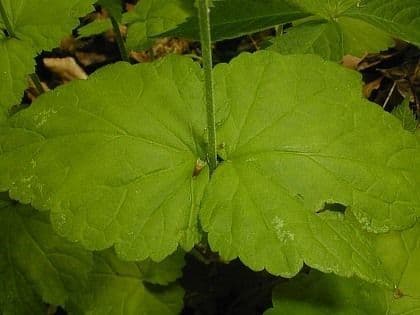 Mitella diphylla 16
