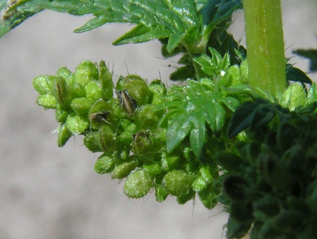 Ortiga minore