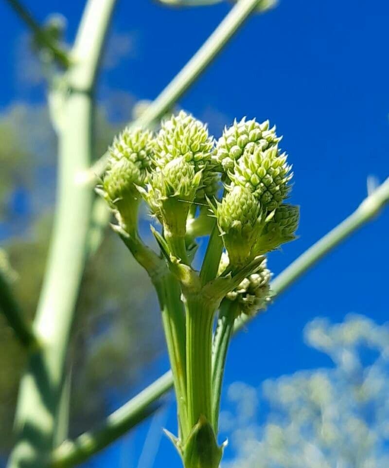 Panicaut à feuilles de pandanus 7