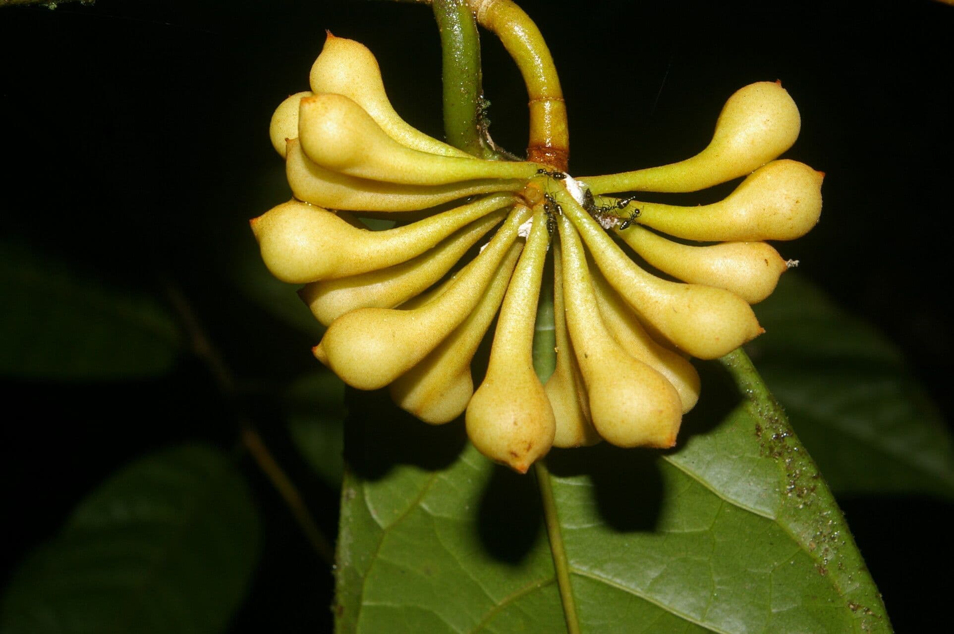 Anaxagorea 2