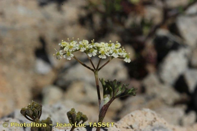 Stoibrax dichotomum 2