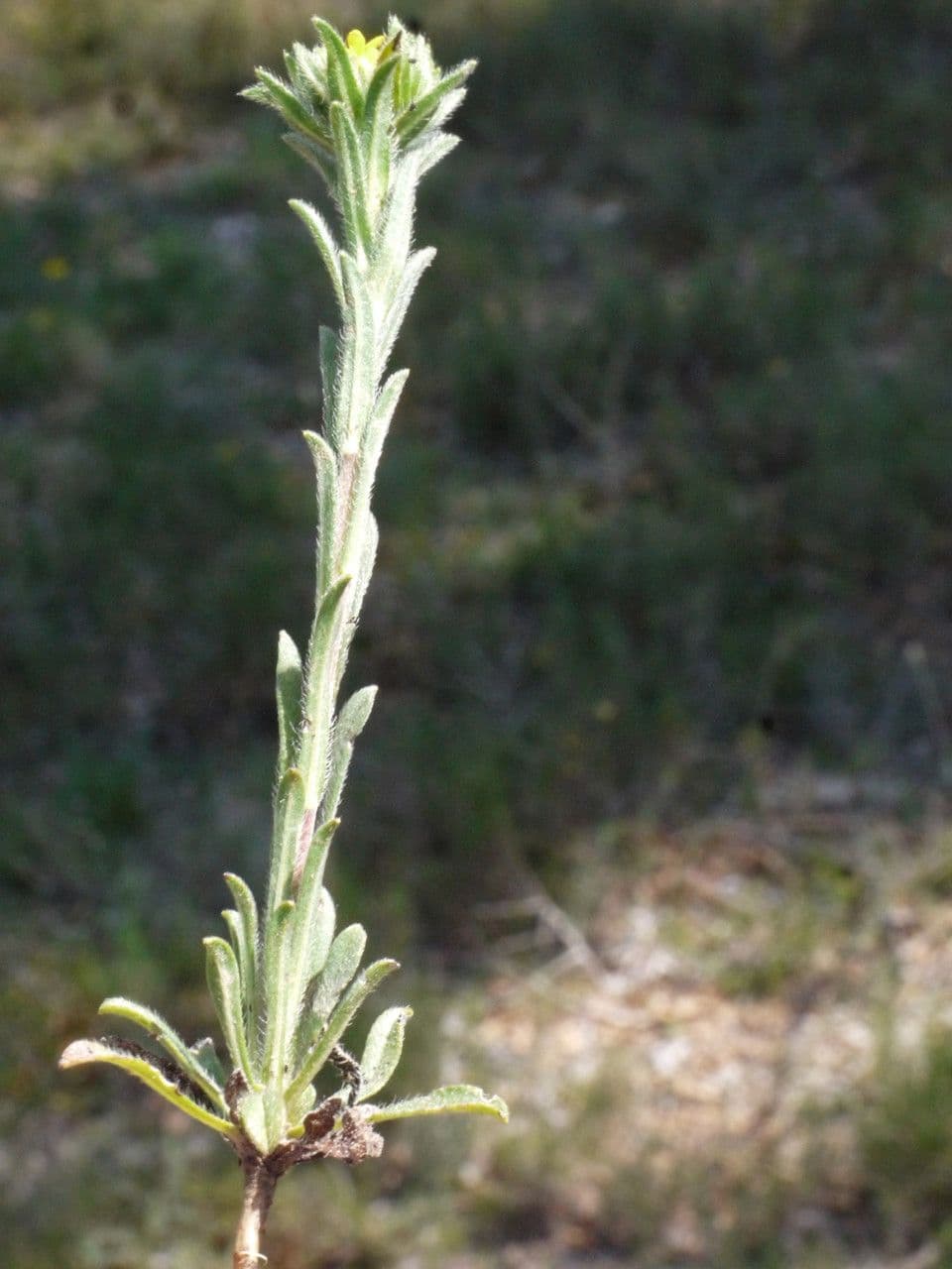 Neatostema apulum 21