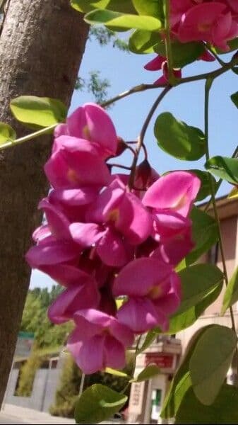 Robinia ispida 6