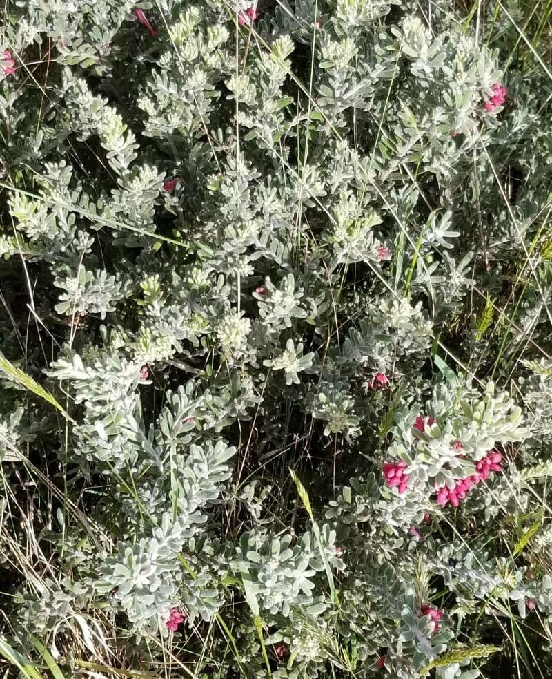 Grevillea lanosa 8