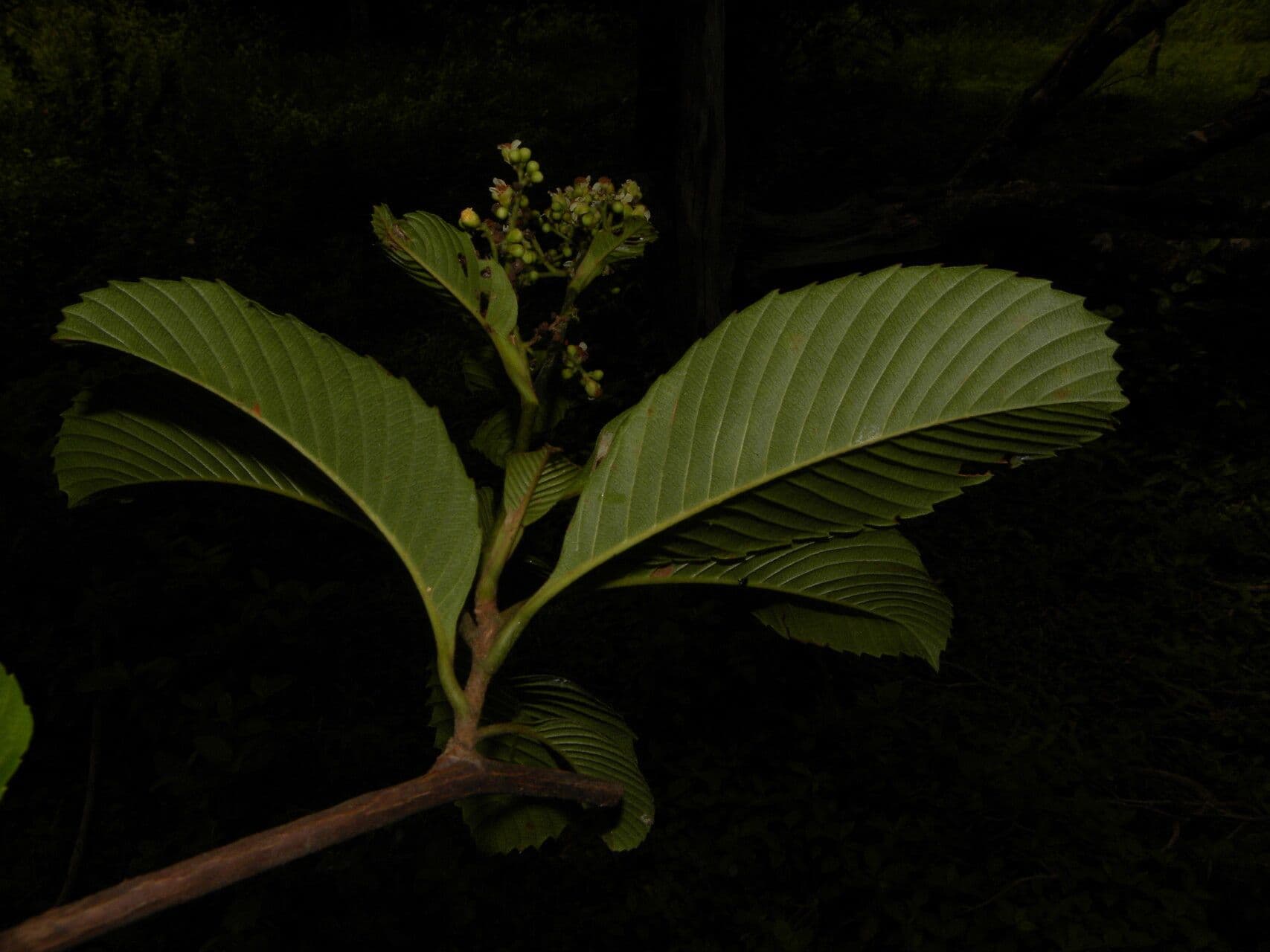 Tetracera 6