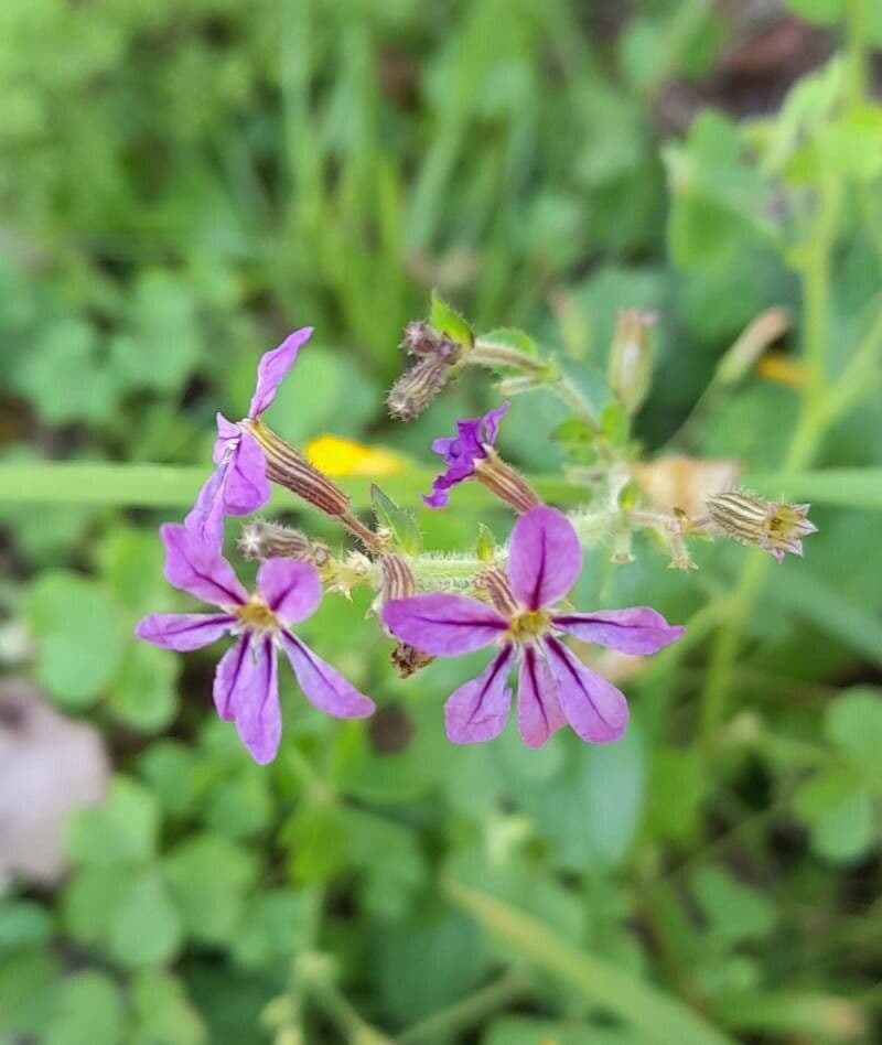 Cuphea pegajosa 6