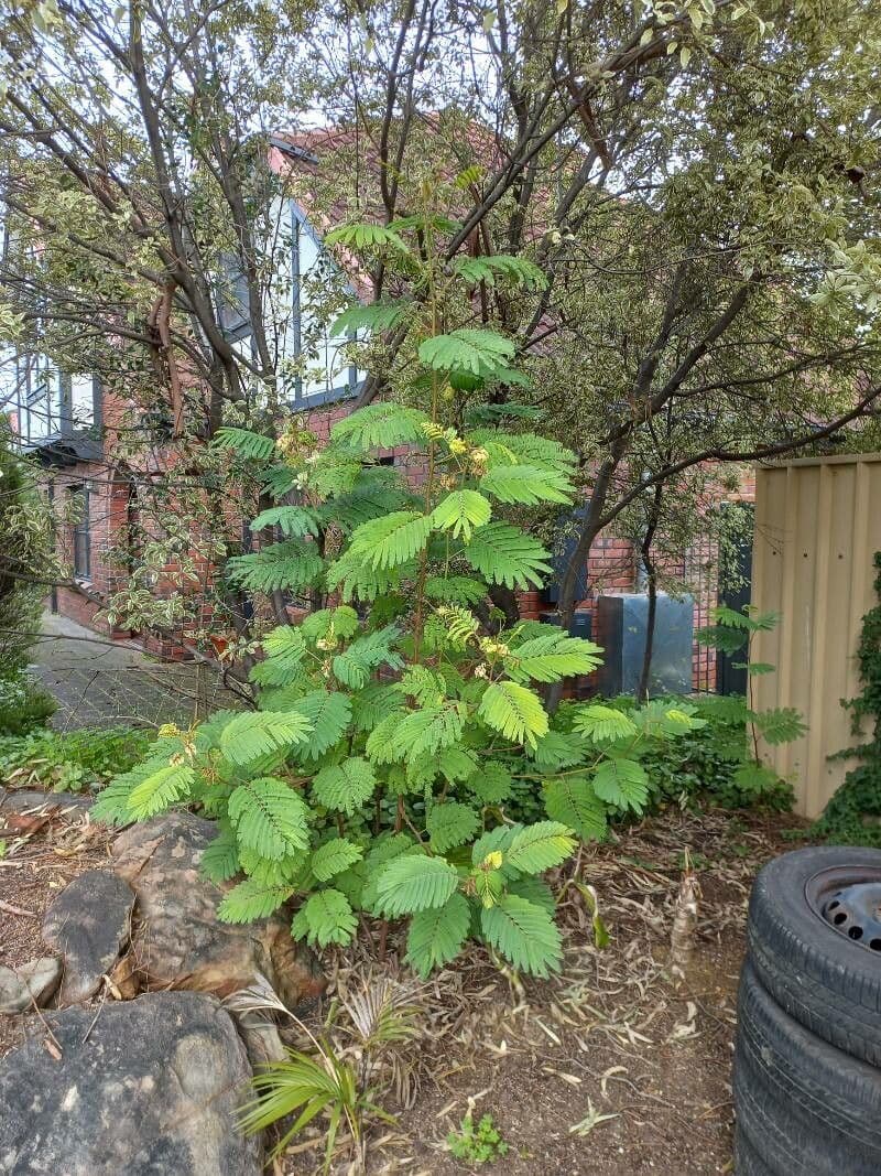 Albizia australiana 11