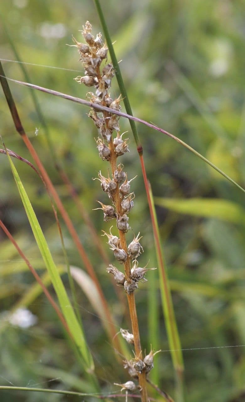 Aletris farinosa