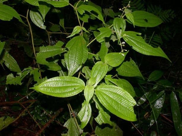 Miconia 18