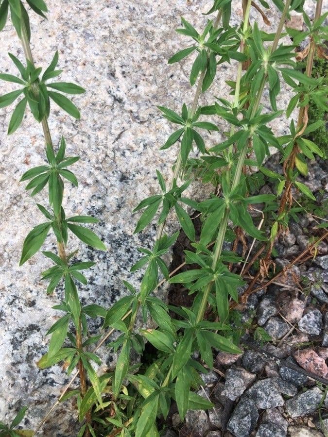 Spermacoce verticillata 15