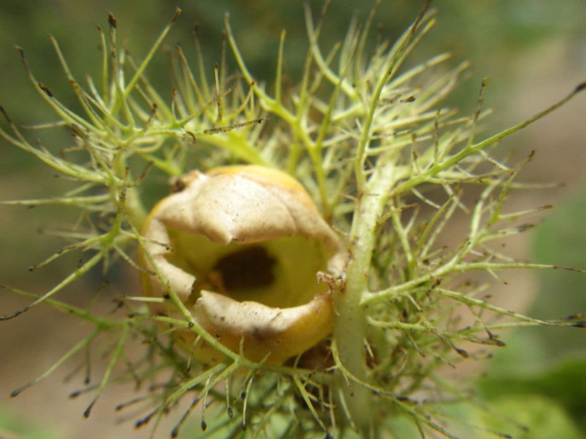 Eragrostis 2