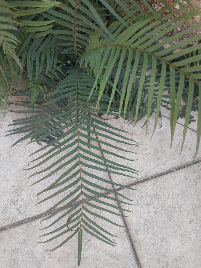 Pteris longifolia 5