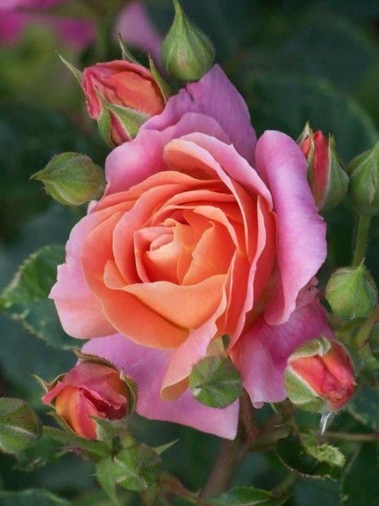 Rosa 10