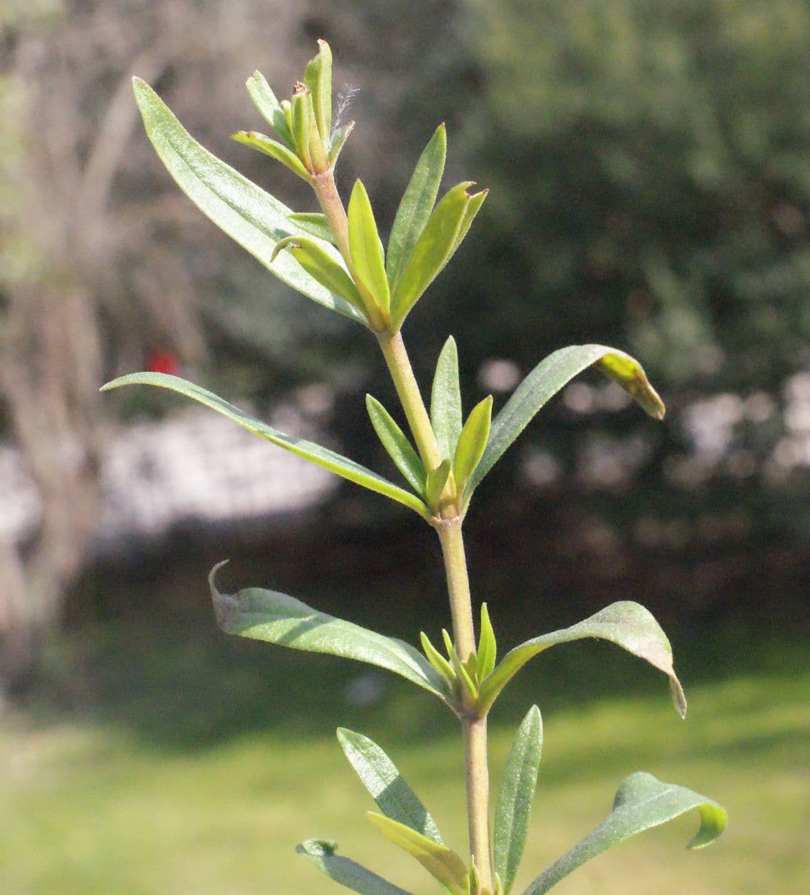 Issopo 27