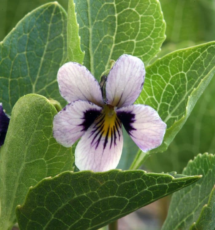 Viola