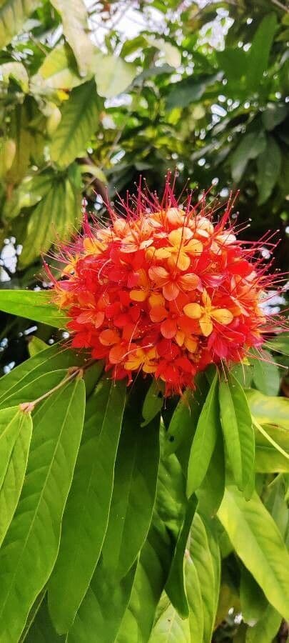 Saraca indica 6
