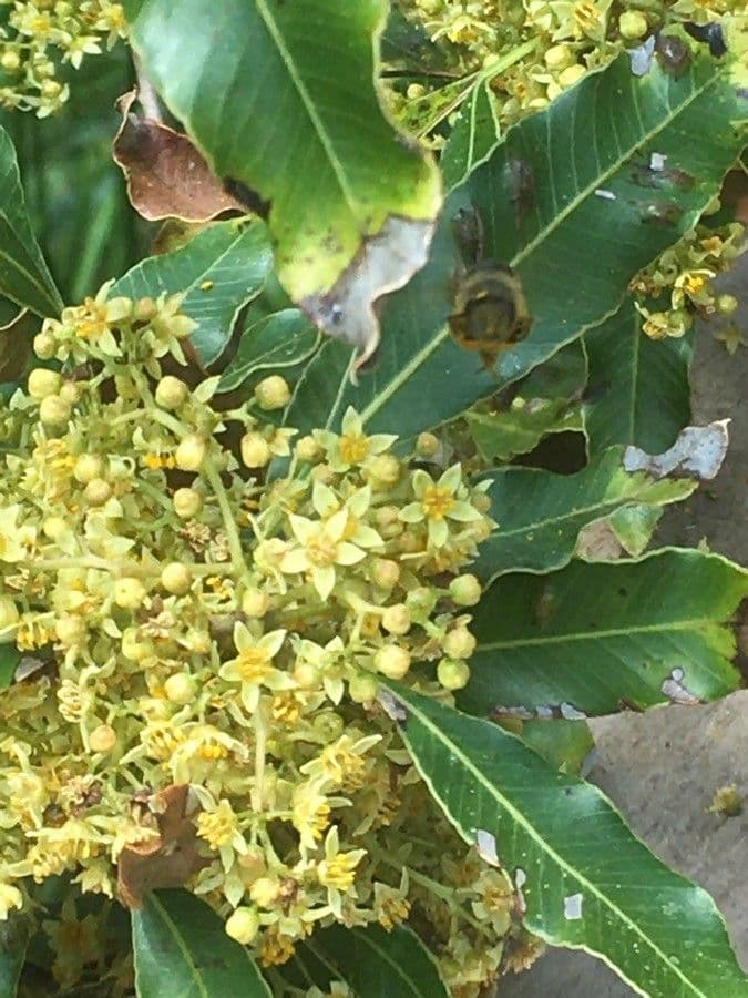 Lithraea molleoides 6
