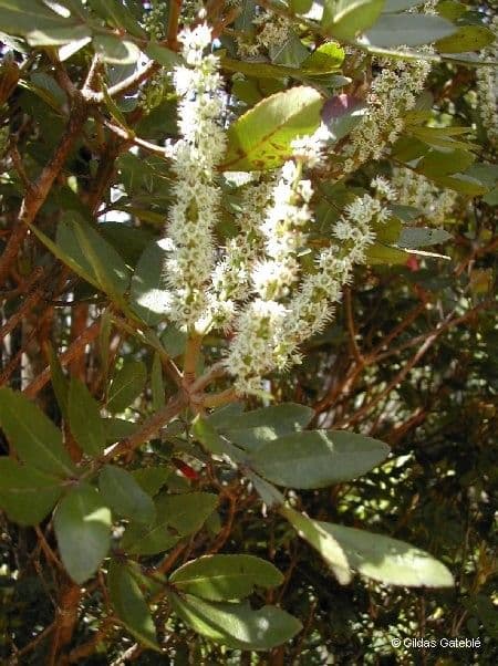 Cunonia 3