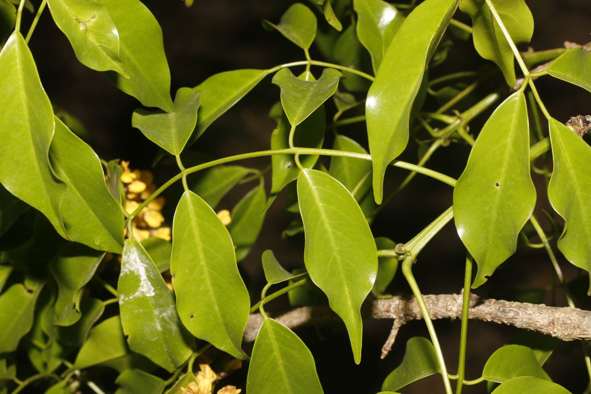 Platymiscium 9