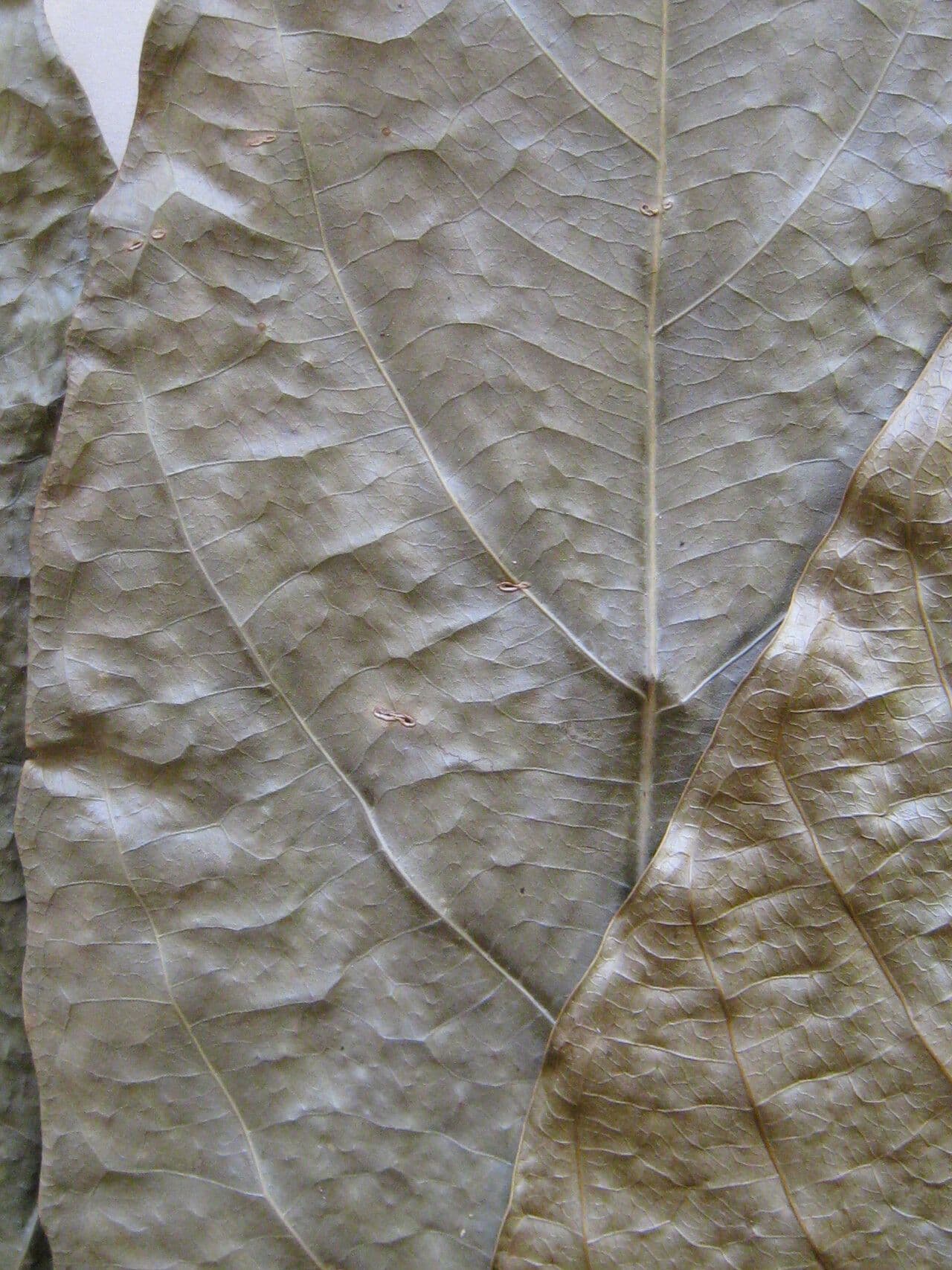 Caryodendron 4