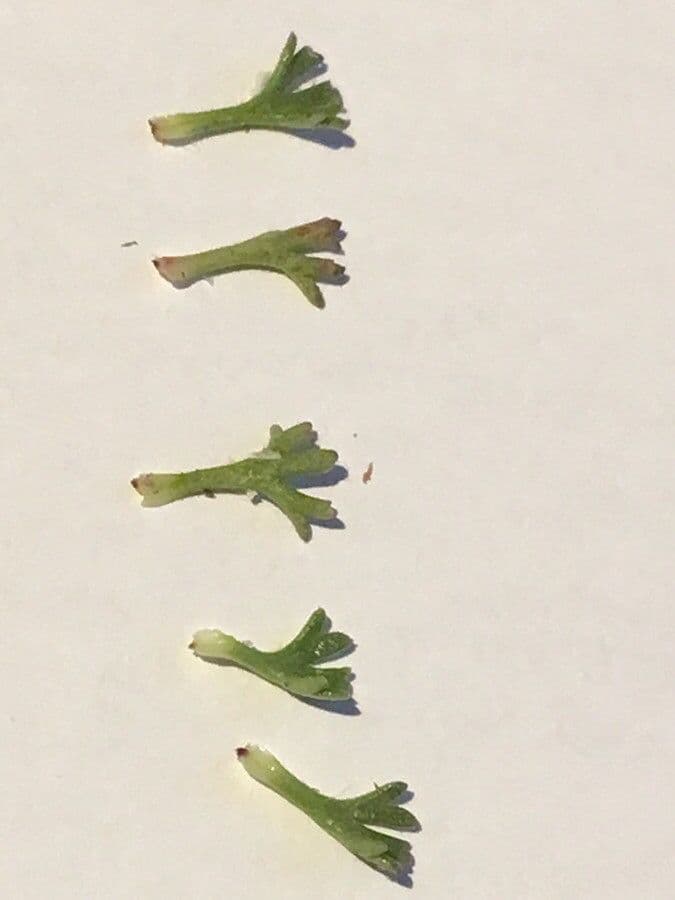 Steinbrech 4