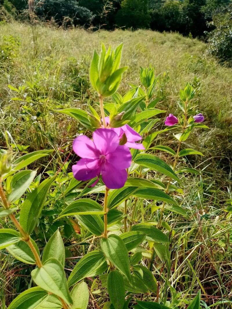 Rhynchanthera grandiflora 3