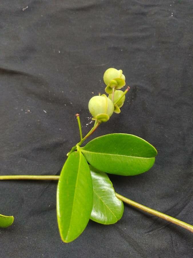 Davilla flexuosa 2