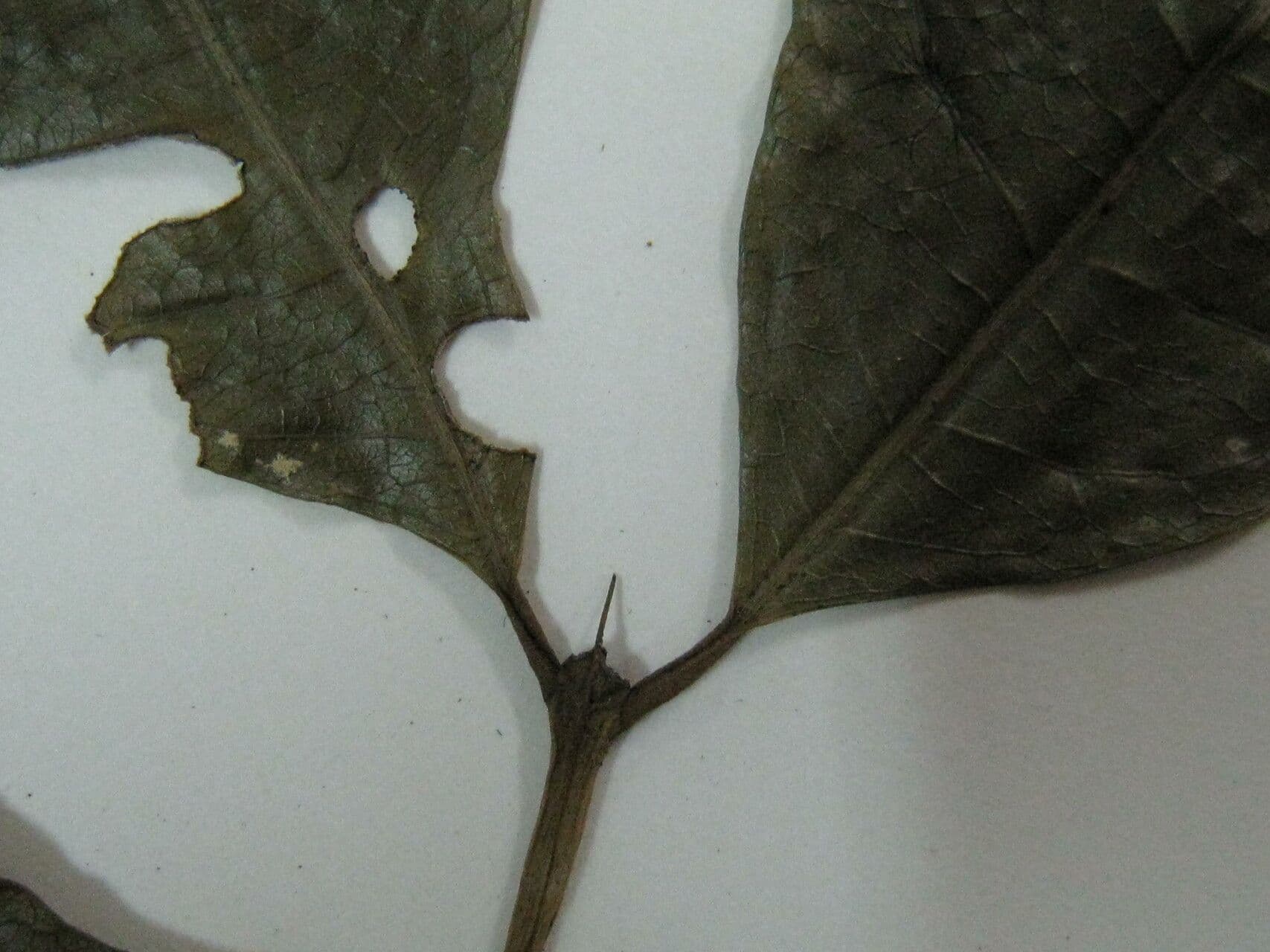Faramea 2