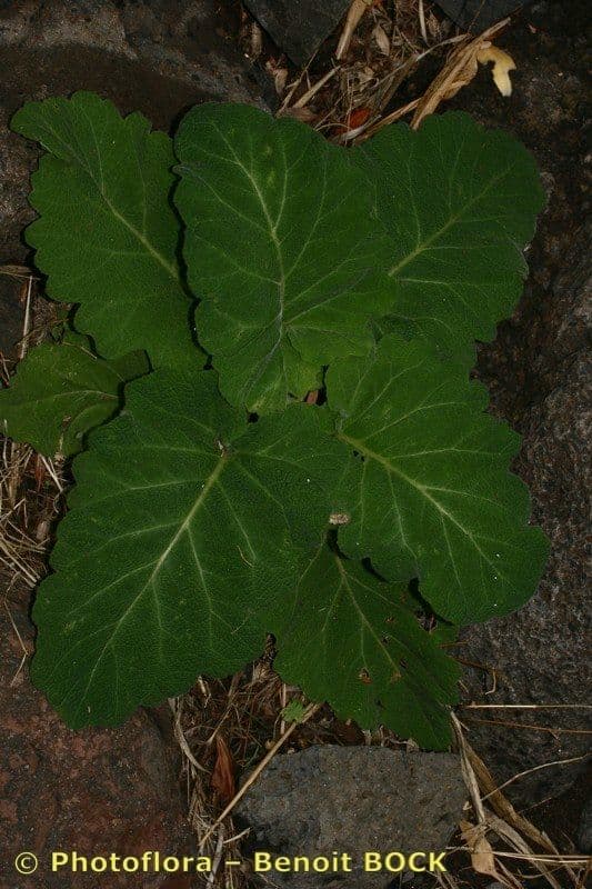 Salvia 11