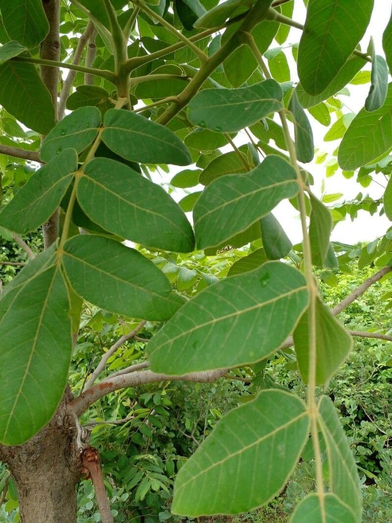 Saba 7