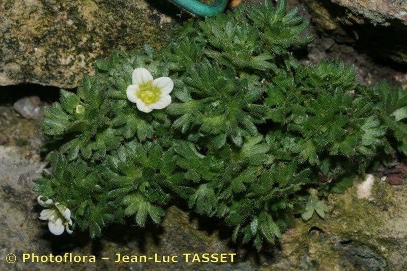 Rasen-Steinbrech 10