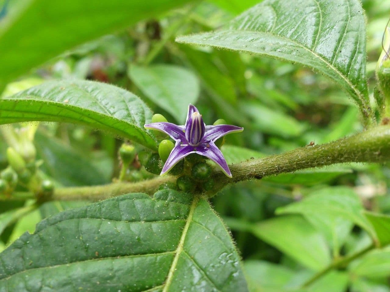 Lycianthes sanctaeclarae 9
