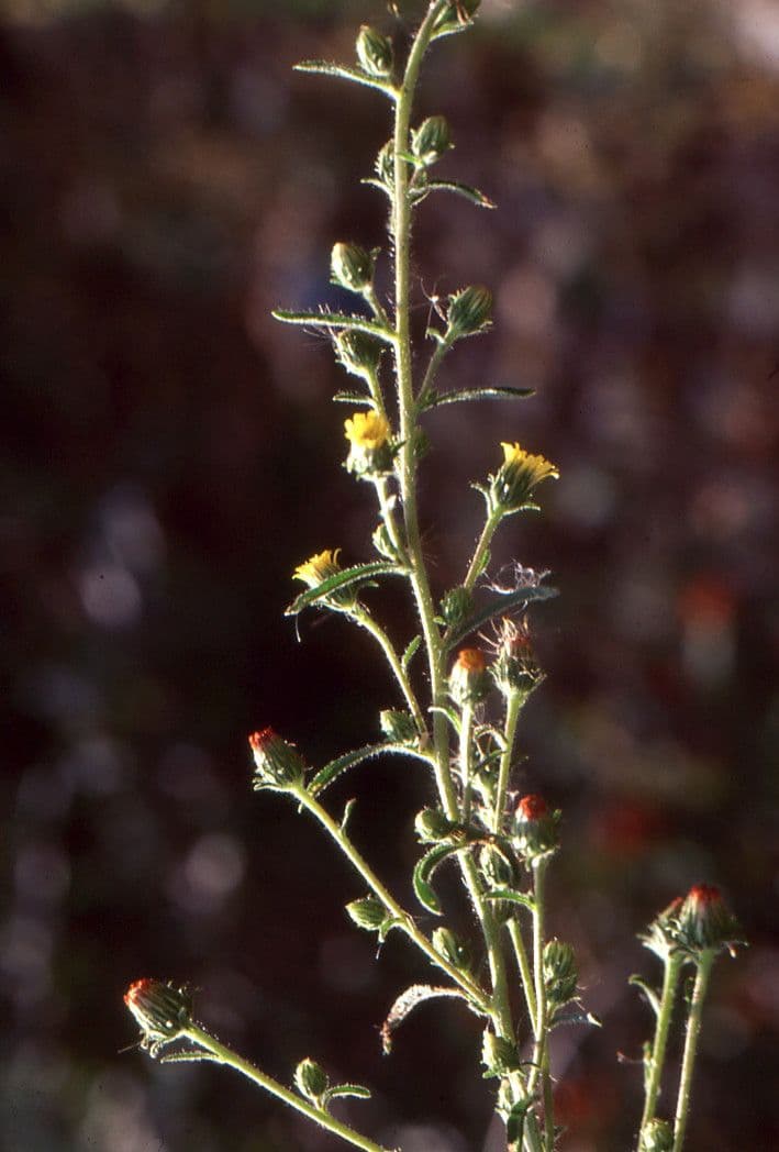 Inula fetida 9