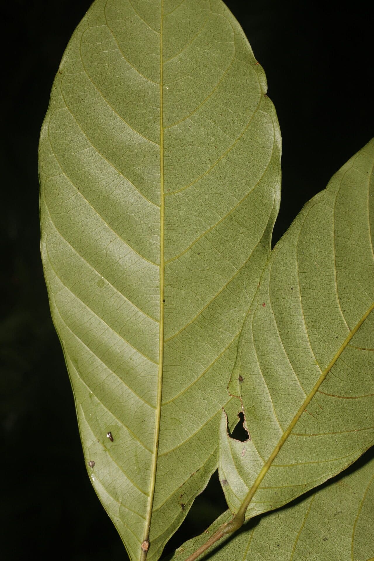 Unonopsis 6