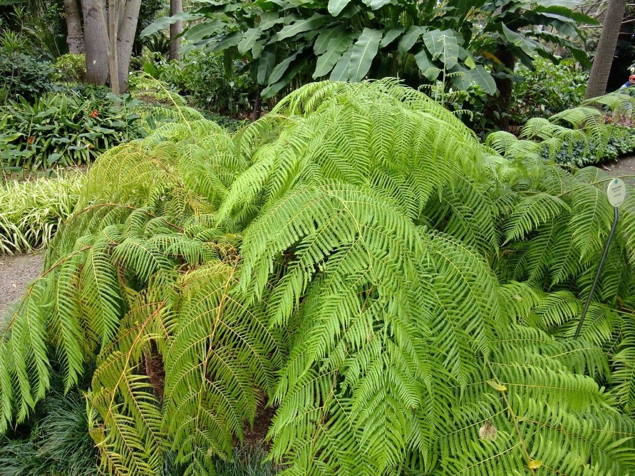 Cibotium