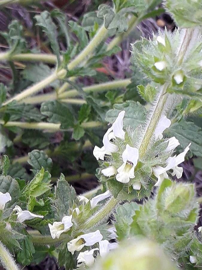 Sideritis hirsuta 8