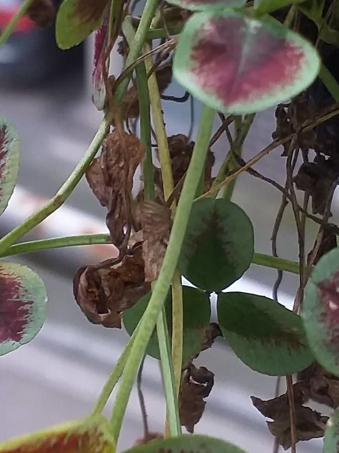 Oxalis pourpre 17