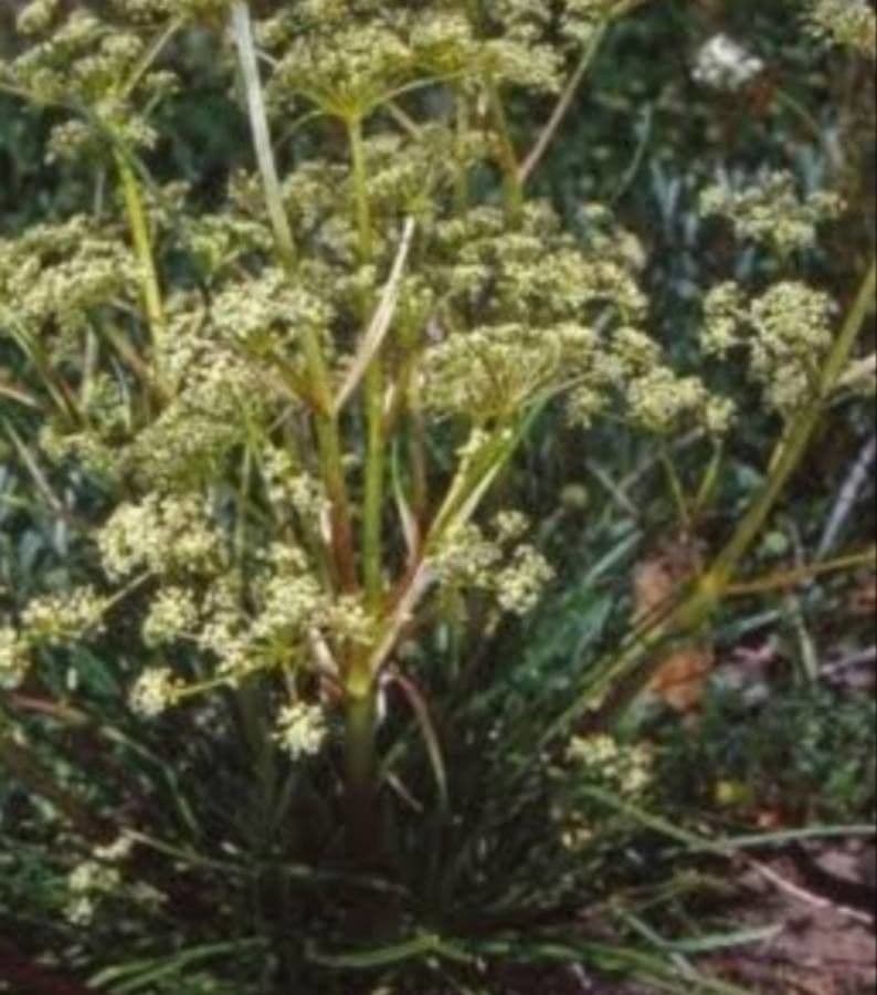 Aciphylla