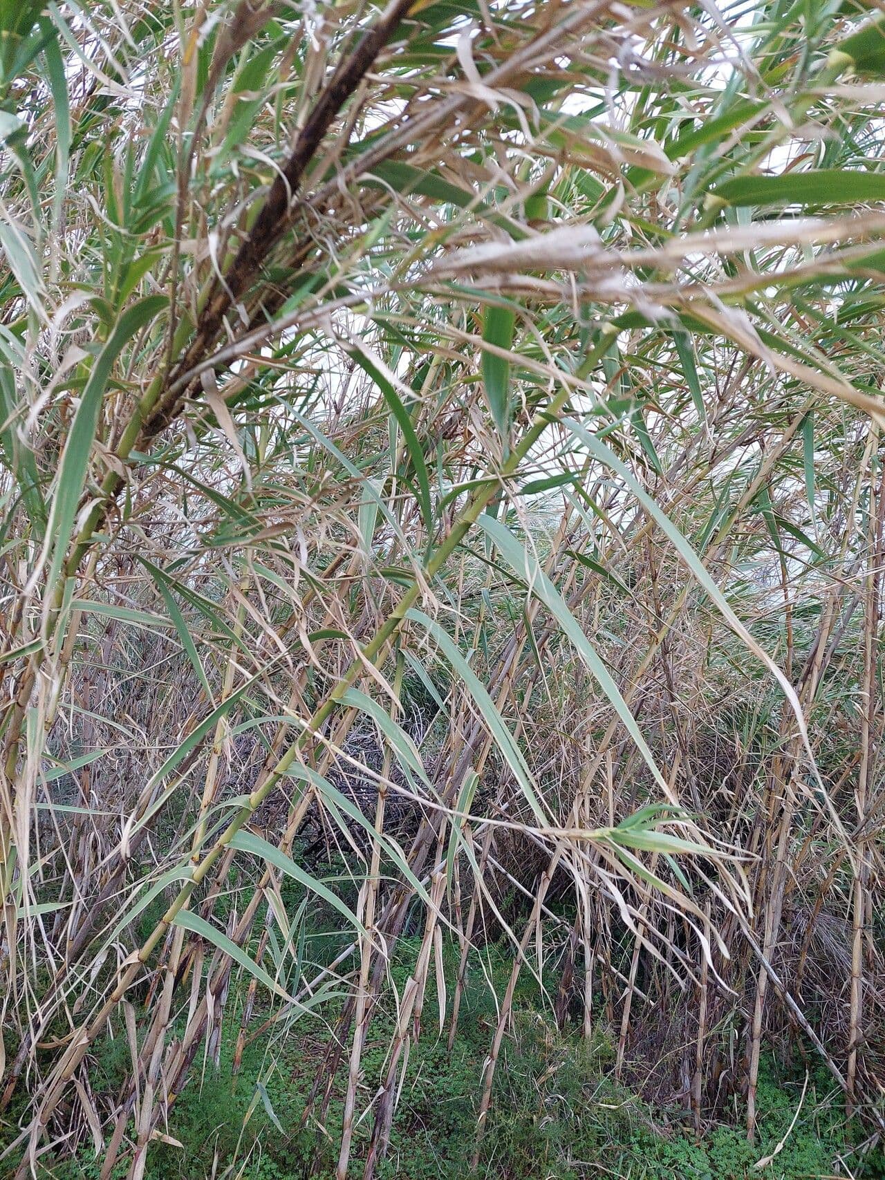 Canna di seta 7