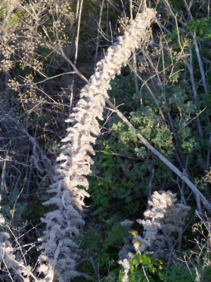 Echium asperrimum 2