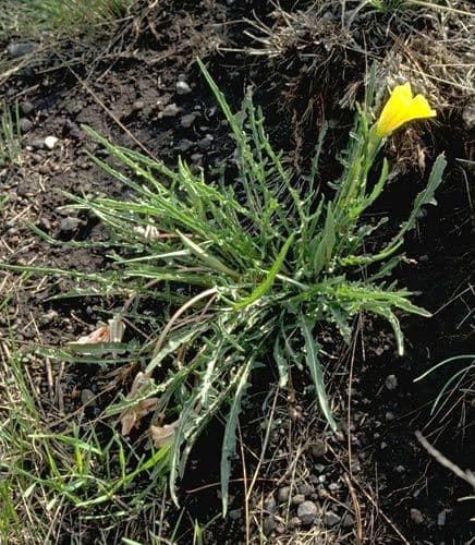 Enagra gialla 6