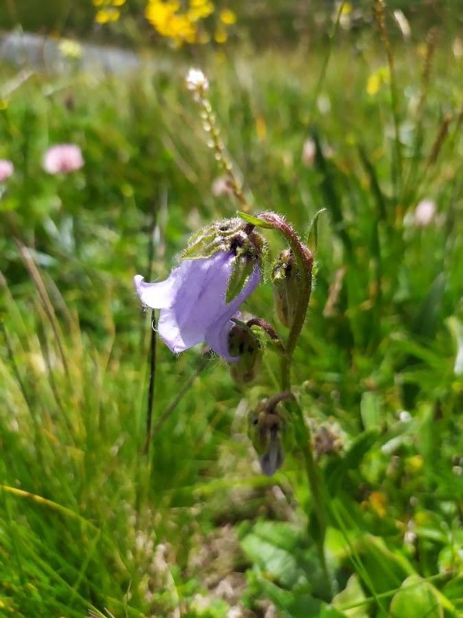 Campanula barbata 20