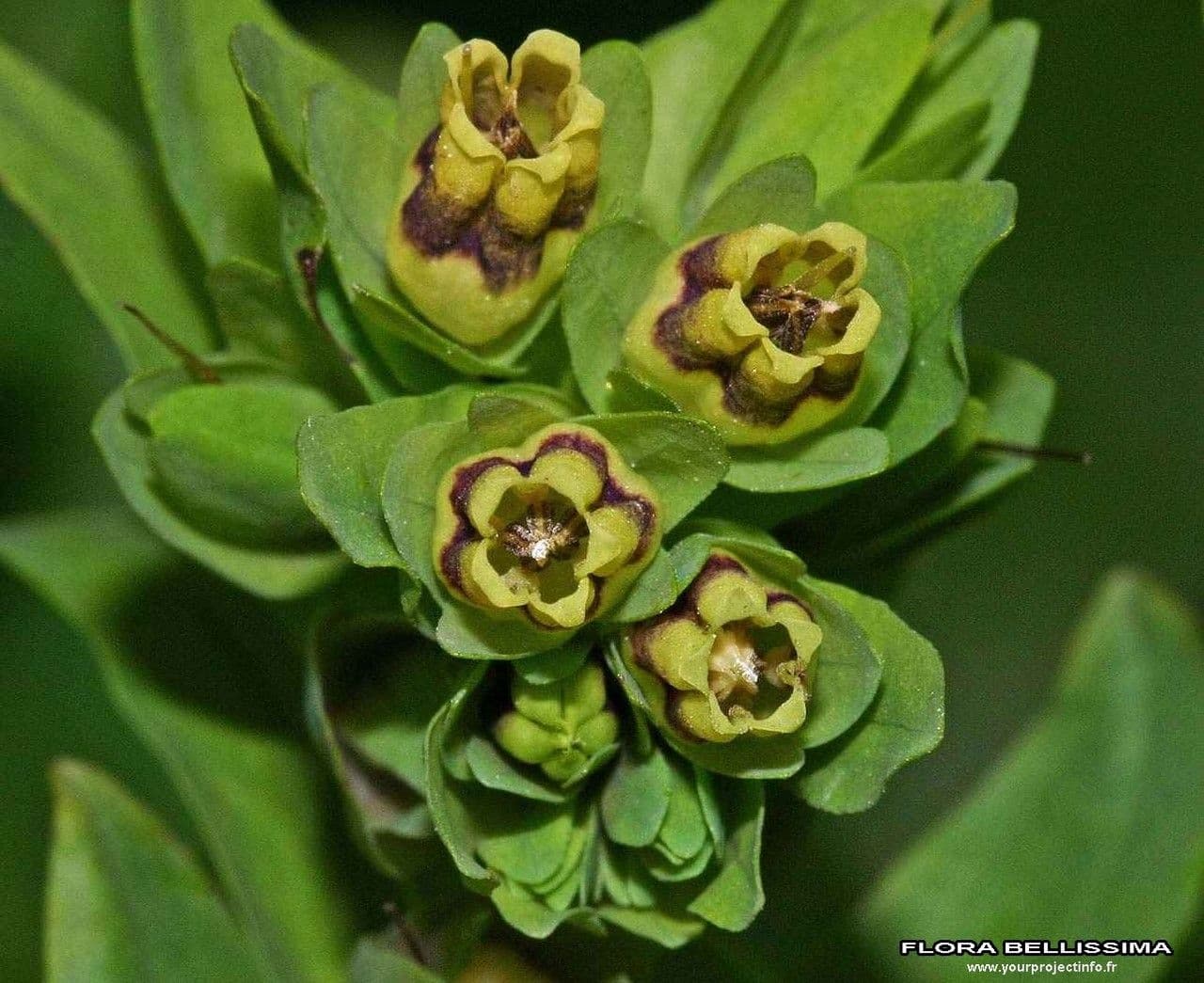 Cerinthe liscia 7