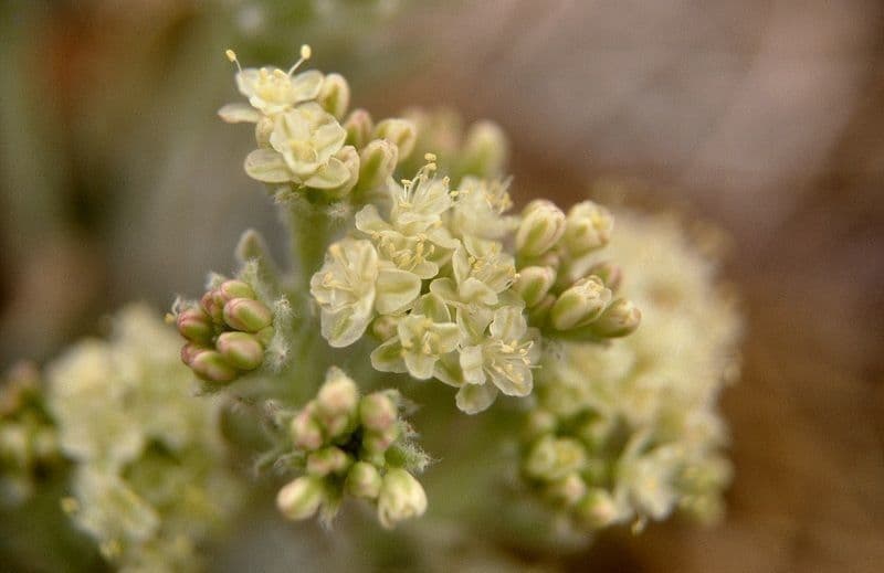 Granit-Polygonum