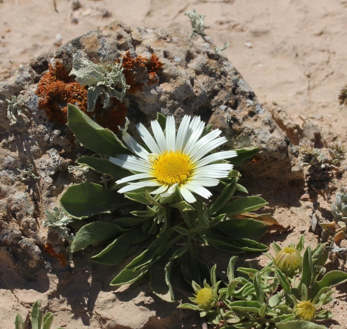 Asteriscus 9