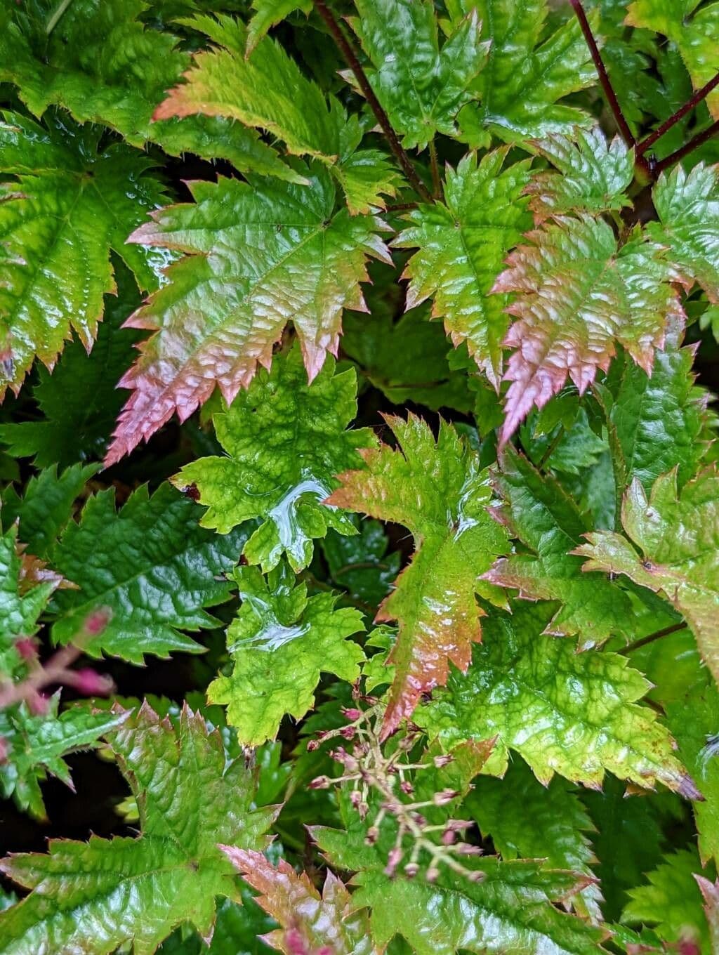 Astilbe 7