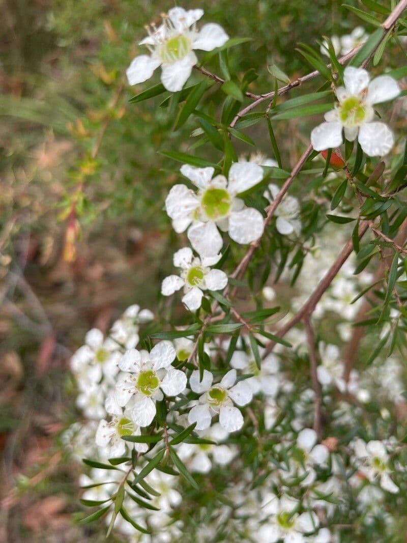 Leptospermo 5