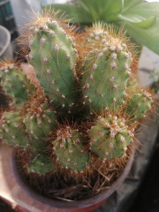 Cactus mela del Perù 18